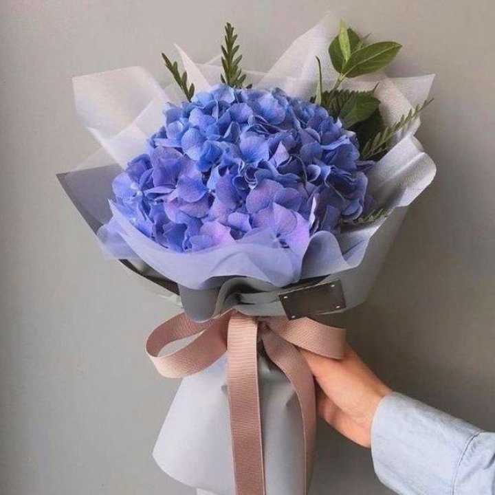 Гортензия голубая в Владивостоке