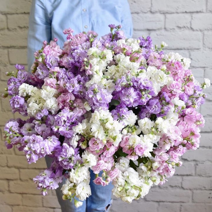 Облако маттиол в Владивостоке