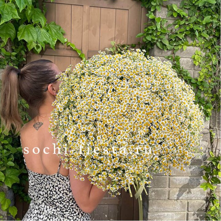 101 ромашка в Владивостоке