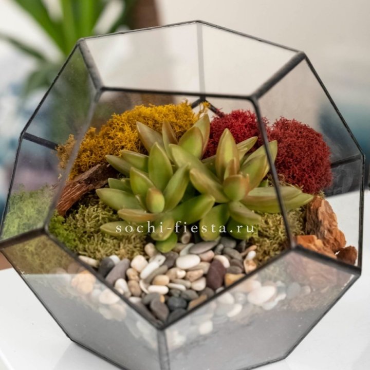 Флорариум “Додекаэдр” с суккулентом Седум в Владивостоке