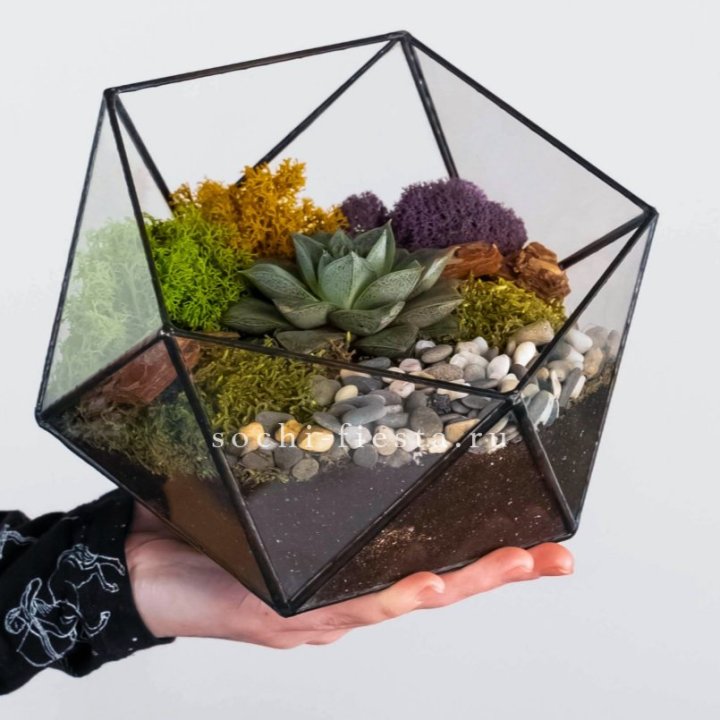 Флорариум “Икосаэдр” с суккулентом Каменная Роза в Владивостоке