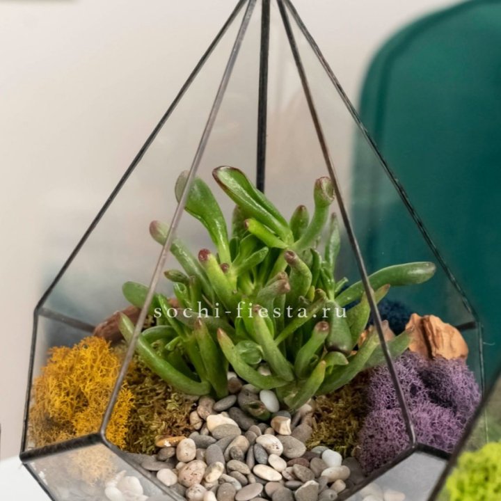 Флорариум “Капля” с суккулентом Крассула Хоббит в Владивостоке
