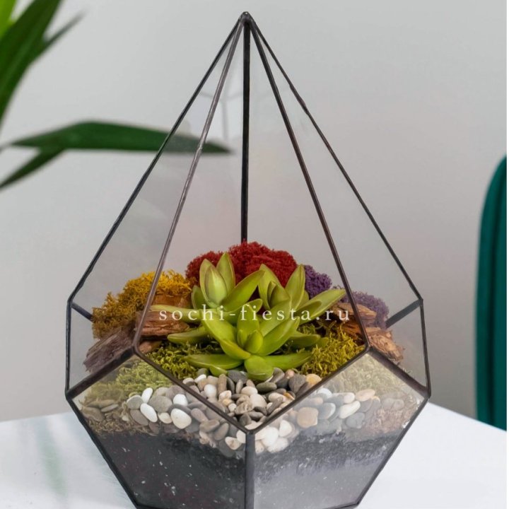 Флорариум Капля с суккулентом в Владивостоке