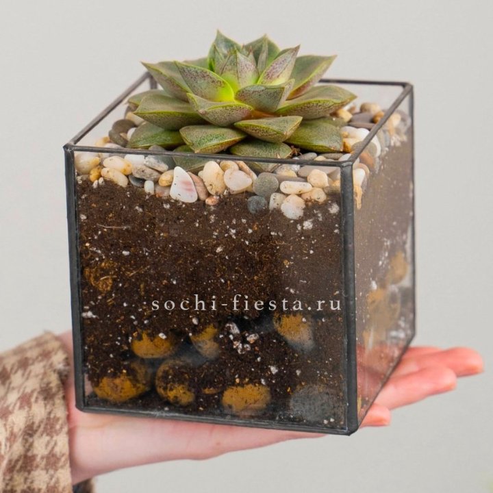 Флорариум Кубик с суккулентом Каменная роза в Владивостоке