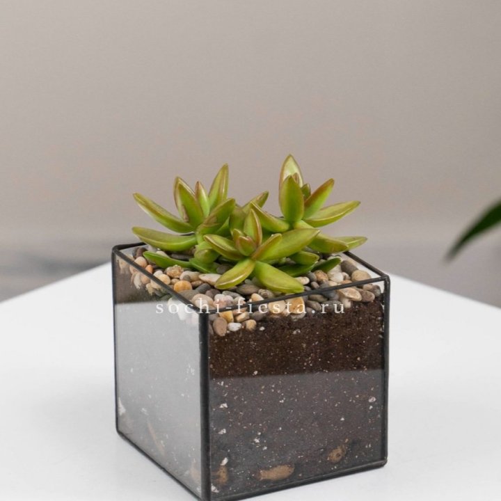 Флорариум Кубик с суккулентом Седум в Владивостоке