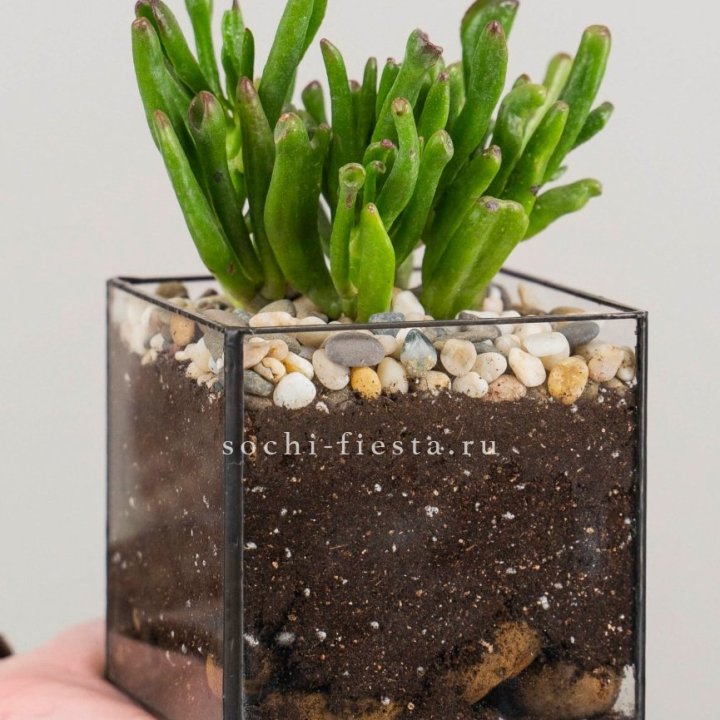 Флорариум Кубик с суккулентом Хоббит в Владивостоке