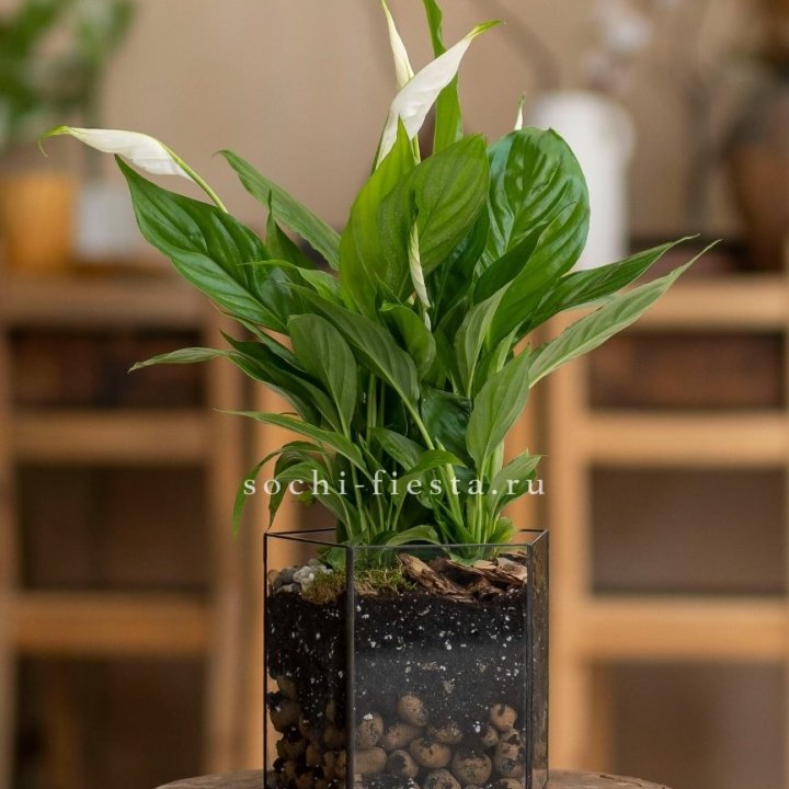Спатифиллум в кашпо Пятиугольник в Владивостоке