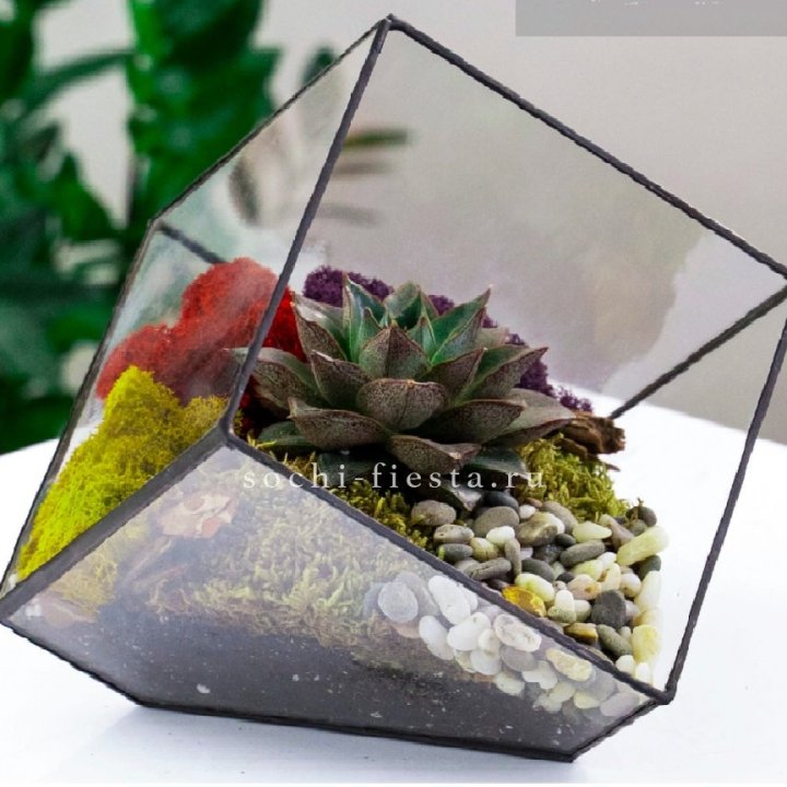 Флорариум Куб усеченный с суккулентом Каменная роза в Владивостоке