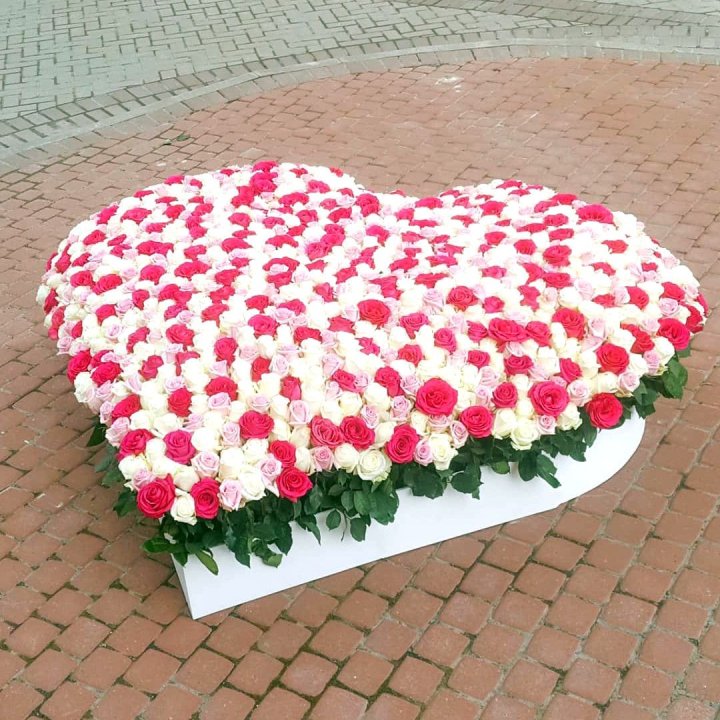 555 роза  в Владивостоке