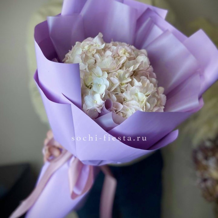 Гортензия розовая в Владивостоке