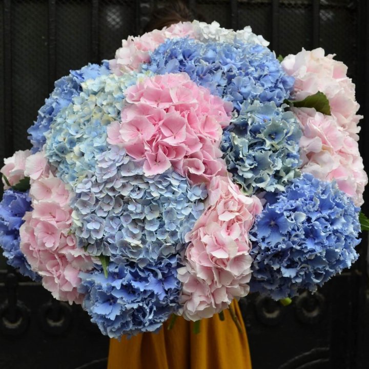 Букет гортензий "Фонтан" в Владивостоке