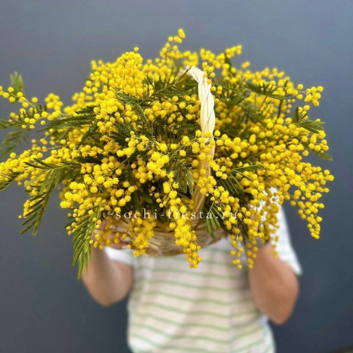 Весенняя корзина мимозы в Владивостоке