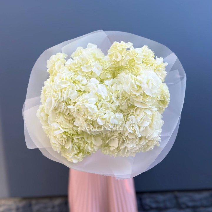 7 белых гортензий в Владивостоке