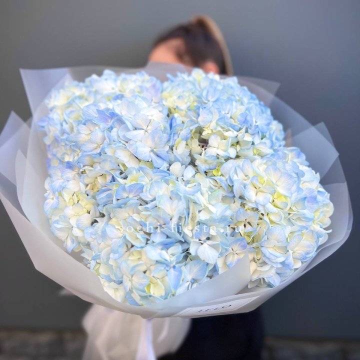 5 голубых гортензий в Владивостоке