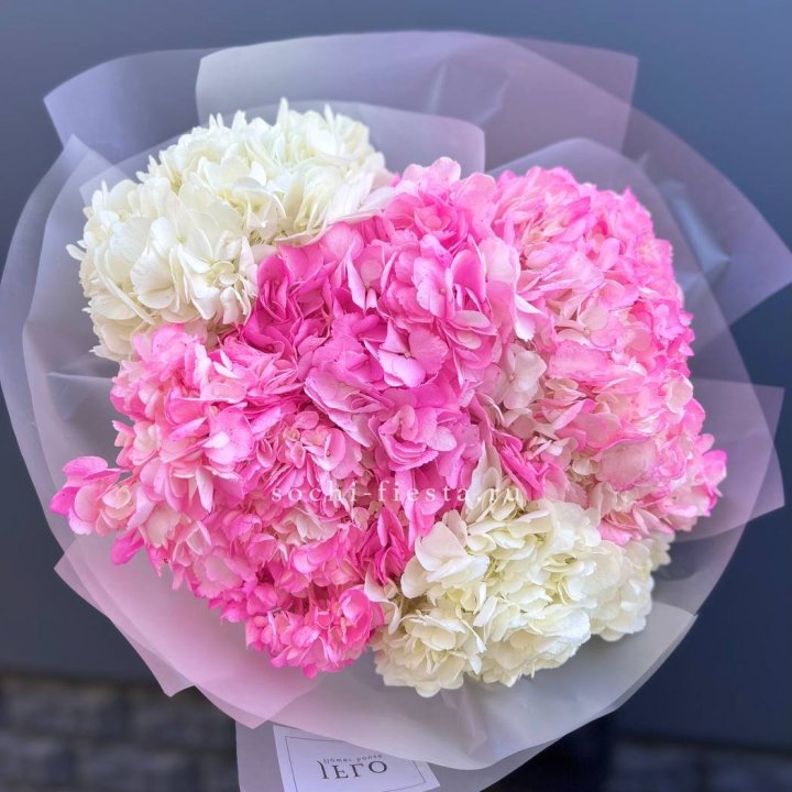 5 бело-розовых гортензий в Владивостоке