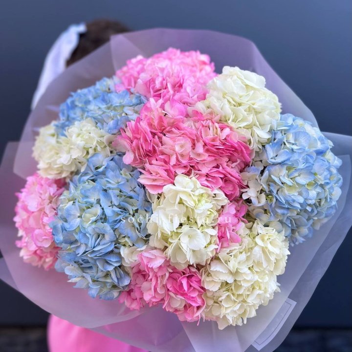 11 гортензий микс в Владивостоке
