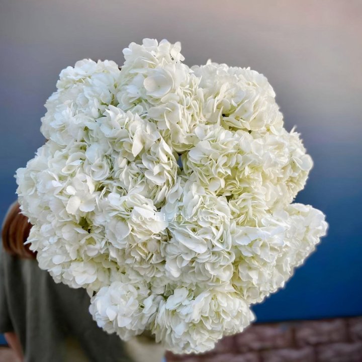 Охапка белой гортензии в Владивостоке