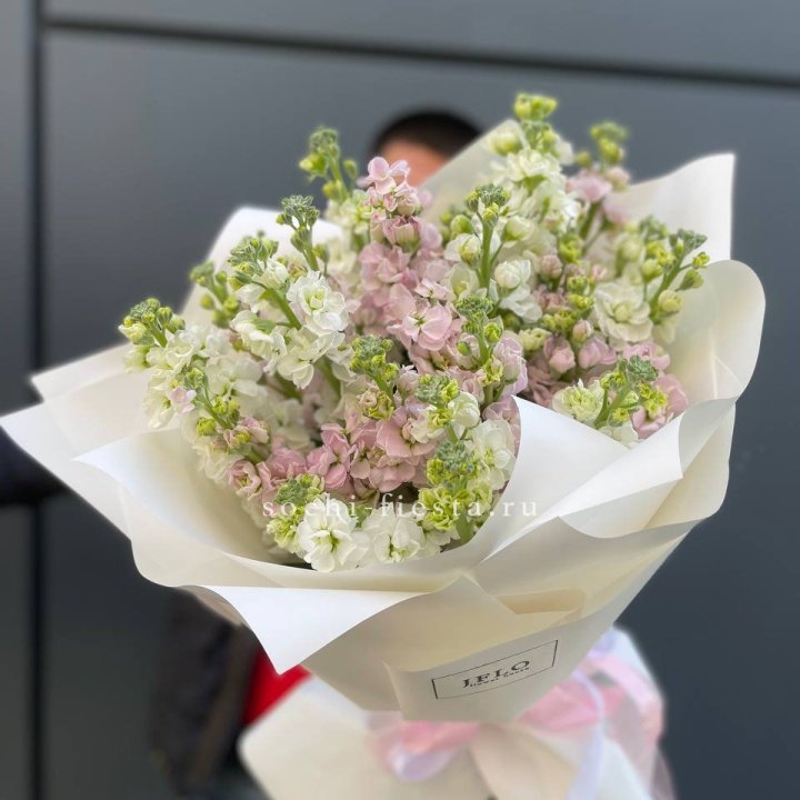 29 маттиол  в Владивостоке