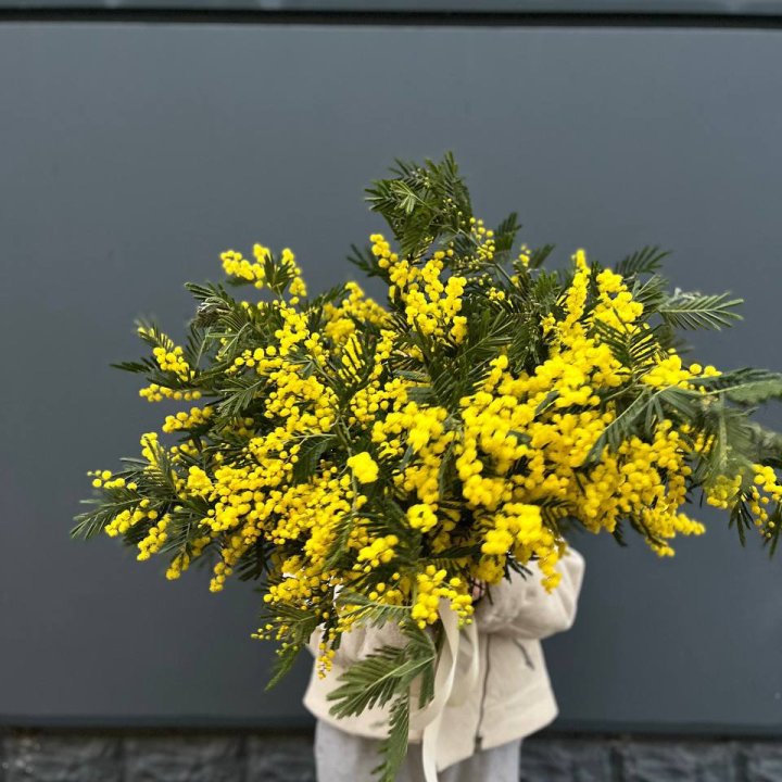 Охопка мимозы в Владивостоке