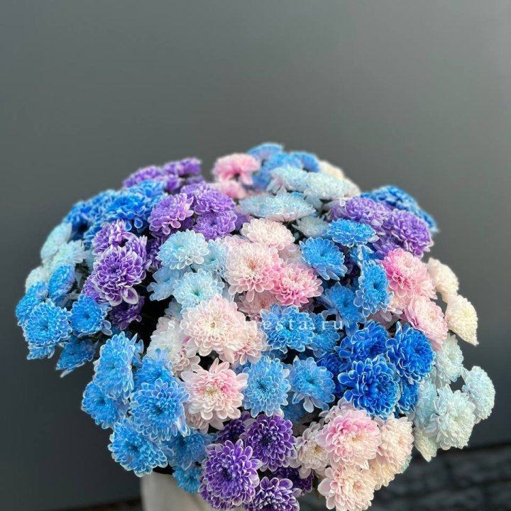 25 цветных хризантем в Владивостоке