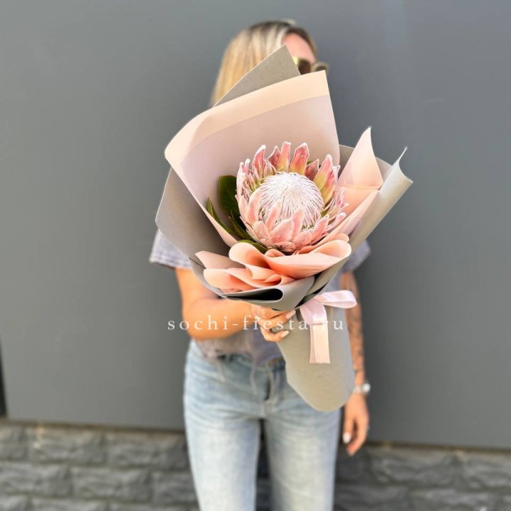 Протея мини  в Владивостоке