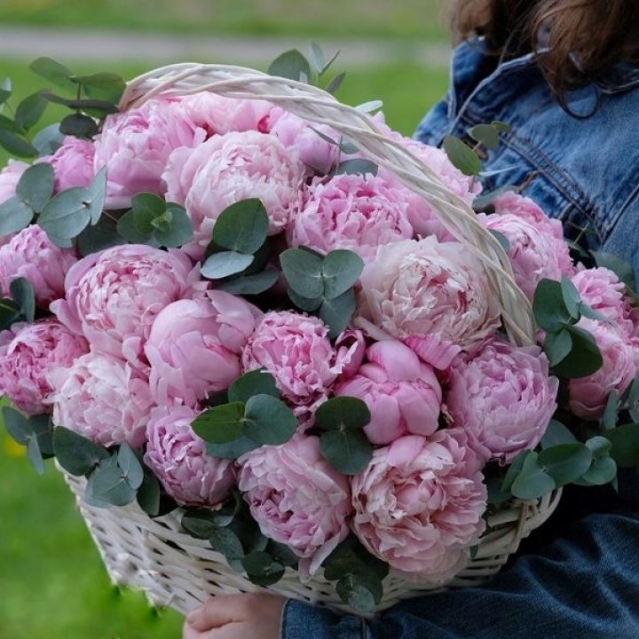 51 пион в корзине в Владивостоке