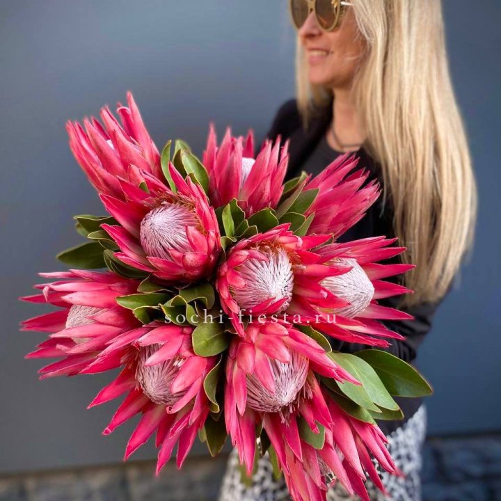 Протея штучно в Владивостоке