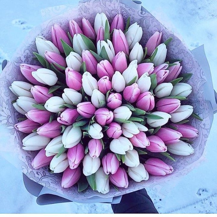 101 тюльпан "Лолипоп" в Владивостоке